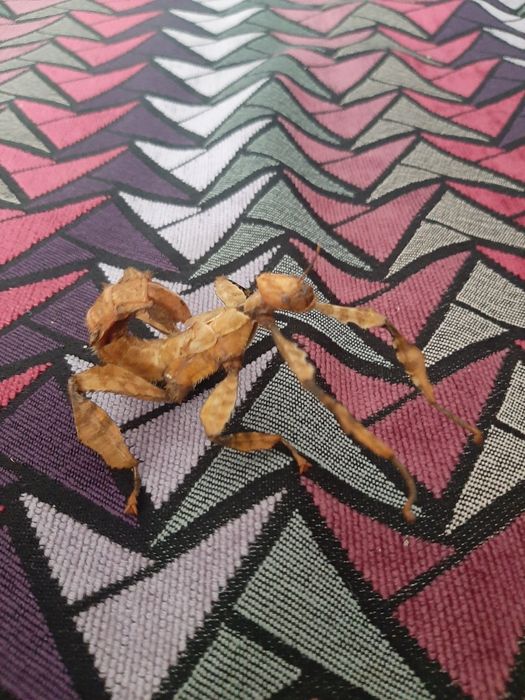 Straszyk australijski