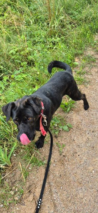 Ragnar do adopcji