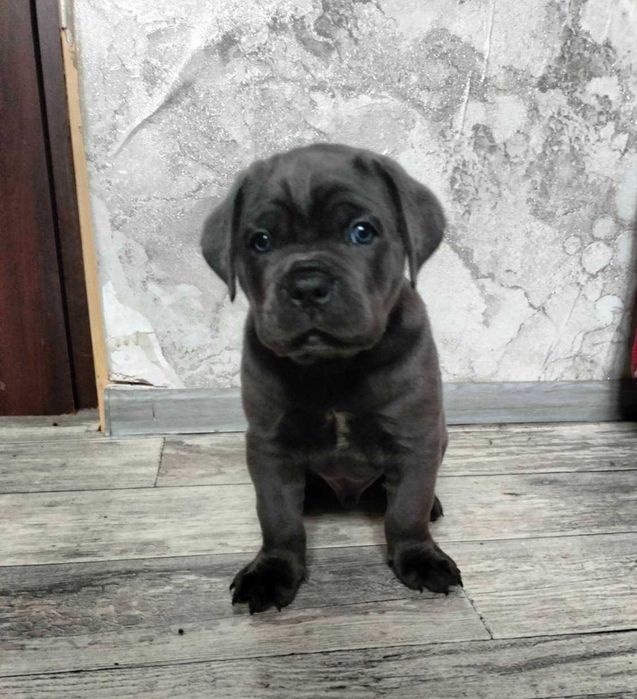 Продаються цуценята канекорсо