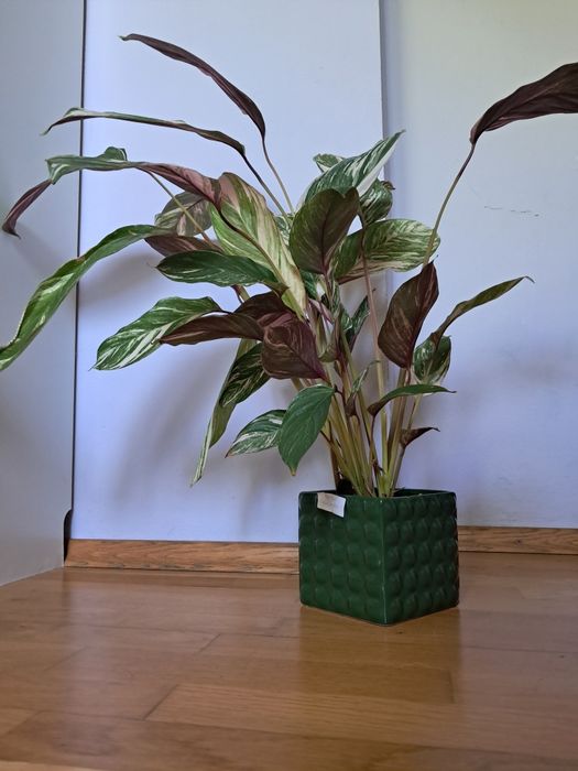 Calathea glazie pieknie wybarwiona