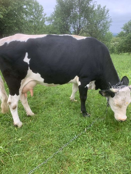 Продається корова