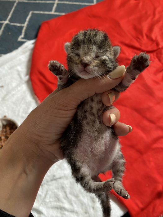 Gatinhos para adoção responsável