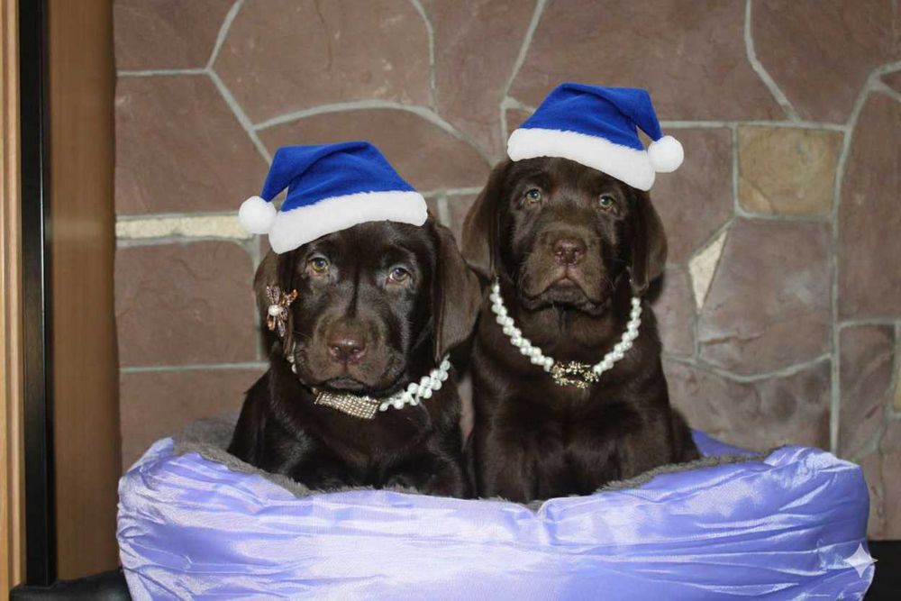 Шоколадні лабрадори документи КСУ-FCI