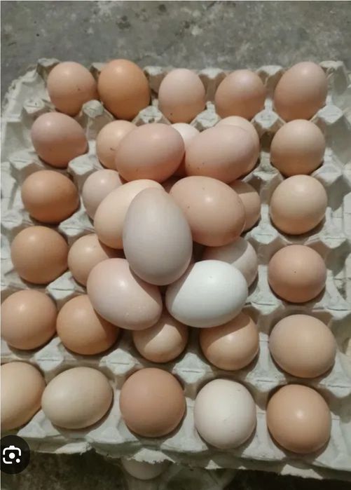 Продам свіжі домашні яйця.