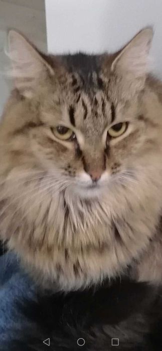 Кошечка стерилизованная