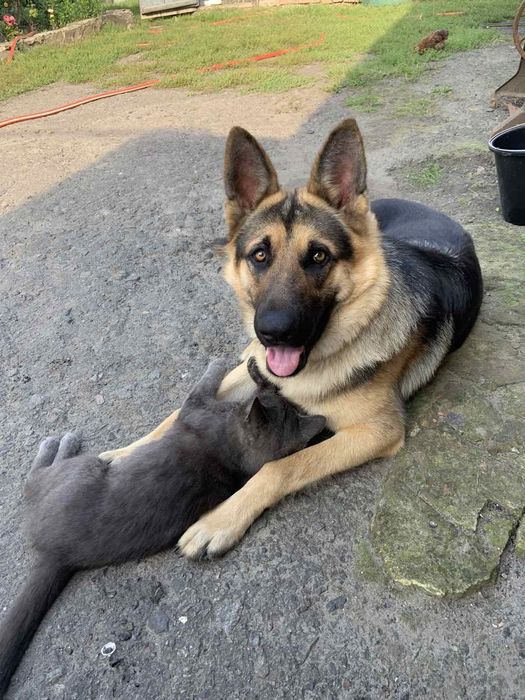 Німецька вівчарка в'язка
