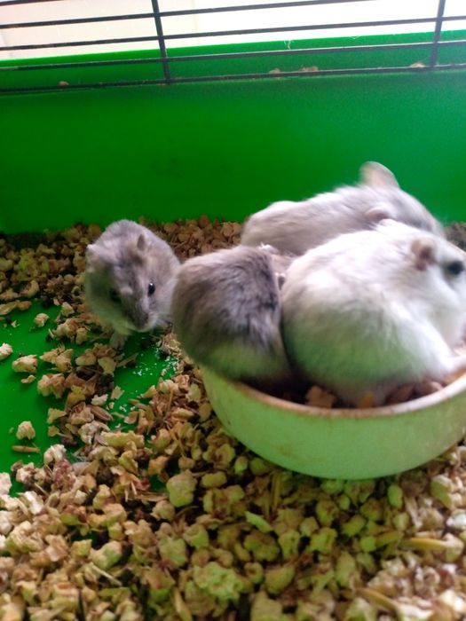 Хомячки Кременчуг