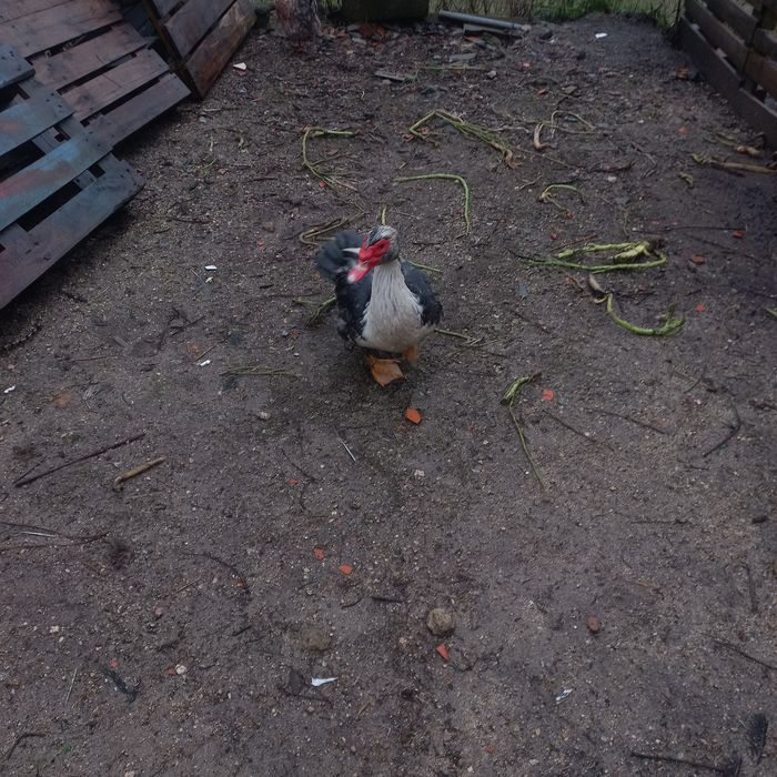 Troco ou vendo ovos de patas mudas e de gansa toulouse