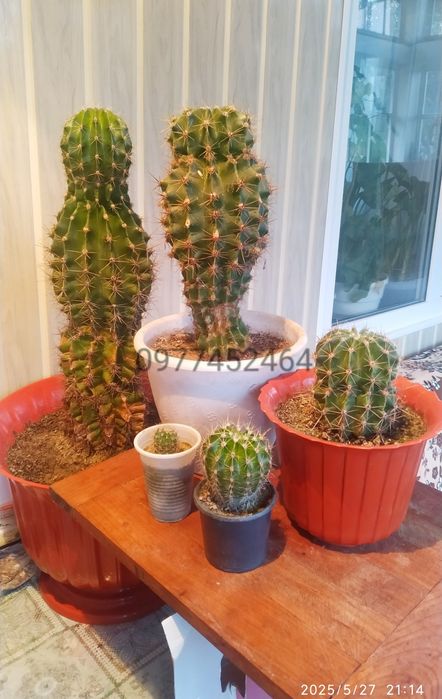 Кактус ехінопсис сукулент вазонок