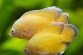 Vendo vários ciclideos americanos e monsterfish