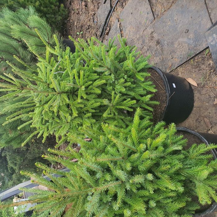 Ель сербская ель колючая