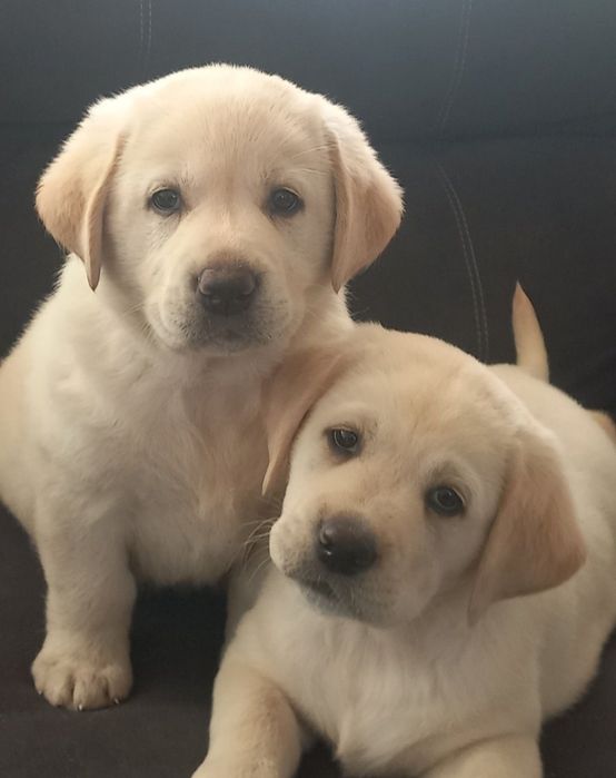 Біла дівчинка Лабрадор Ретривер Доставка в Німеччину