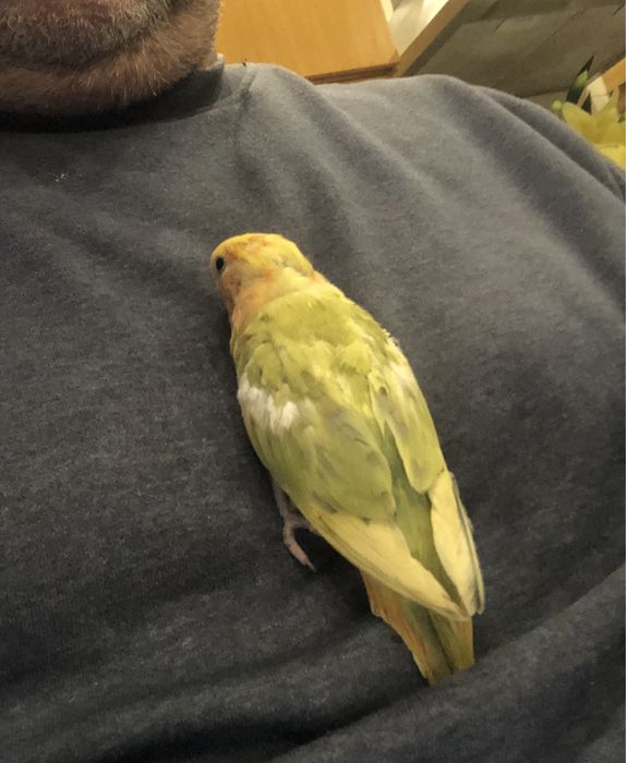 Roseicollis para troca