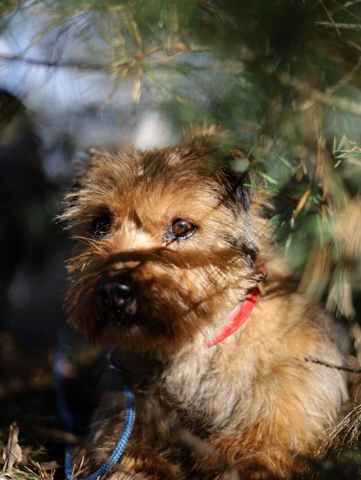 Uroczy HYZIO szuka domu