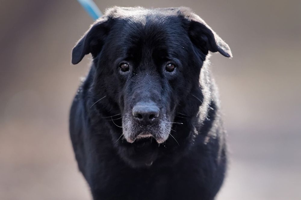 Duzy pies szuka domu, pilna adopcja