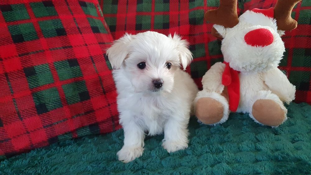 Maltańczyk sunia ZHPR UCI