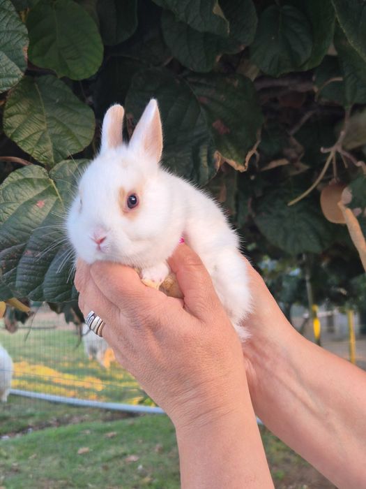Coelhos Mini Holandês com Olhos Azuis