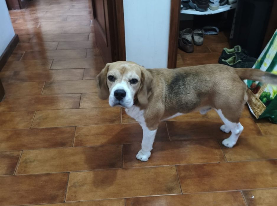 Doar Beagle macho castrado 5 anos