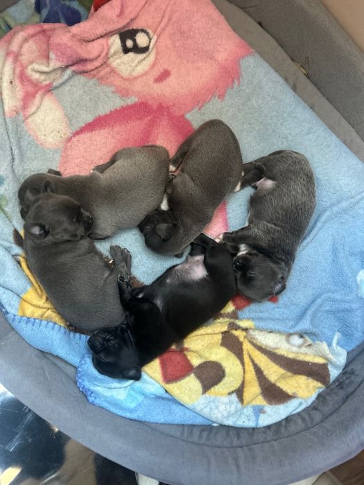 Продаж цуценят чихуахуа.