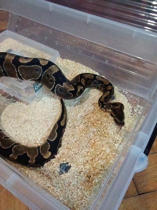 Wąż nie zbożowy dorosły samiec