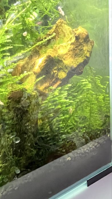 Musgo de java( moss)