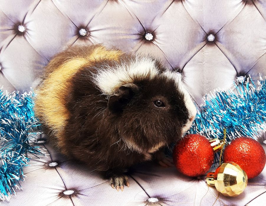 Морские свинки,морская свинка,морські свинки,морська свинка