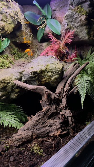 Terrarium na wymiar z aranżacją