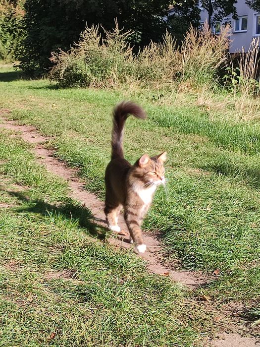 Zaginął kotek Trawniki, 1000 zł nagrody