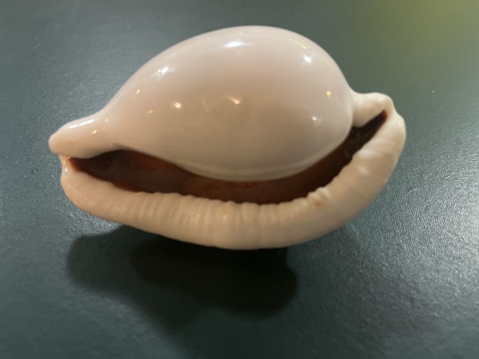 Muszle morskie ozdobne