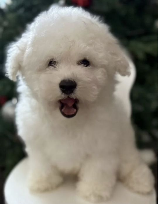 Доставка Бишон Фризе