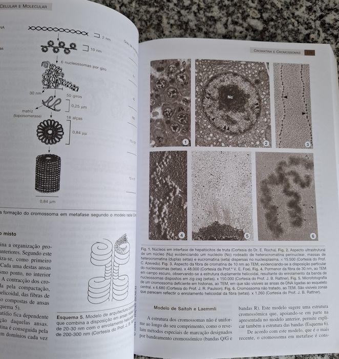 Livro Biologia Celular e Molecular