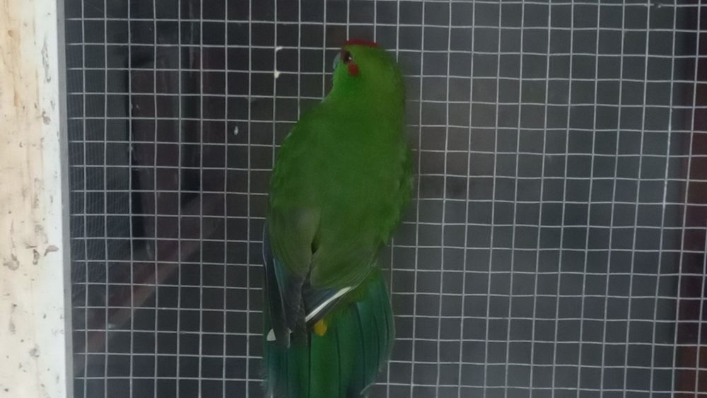 Vendo caturras, piurras e rosicois s entre outros passarinhosinhos