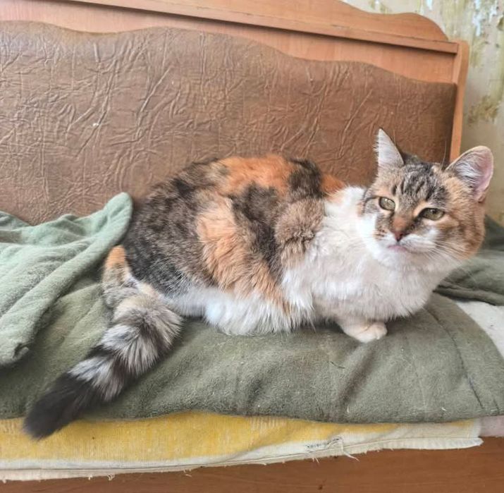 Отдам кошку трехцветку, стерилизована, 1 год