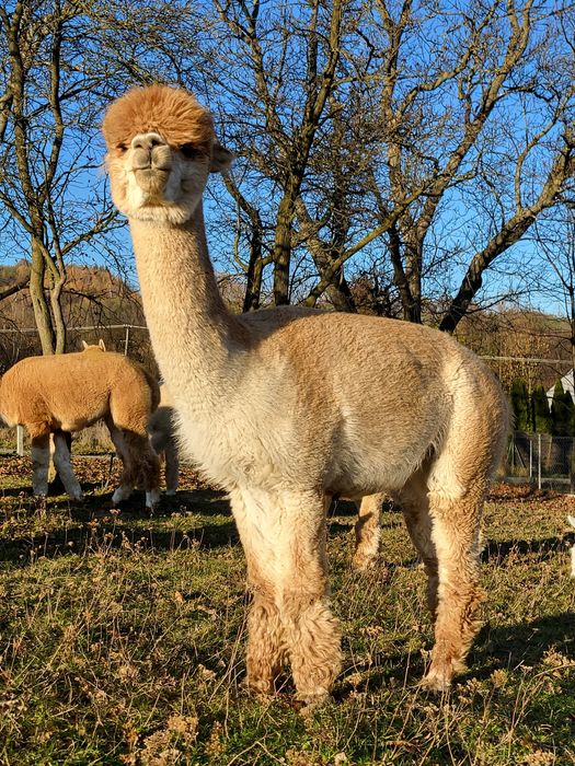 Młoda piękna samiczka alpaka