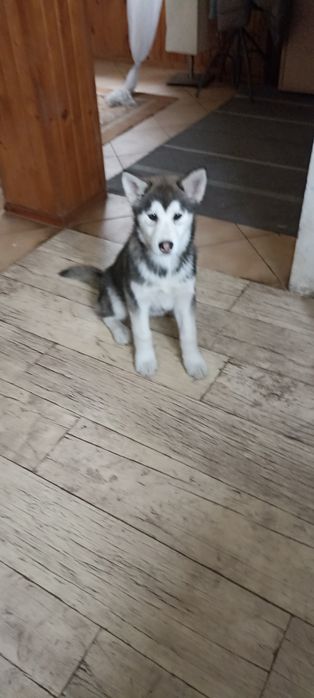 Śliczna Husky niebieskooka