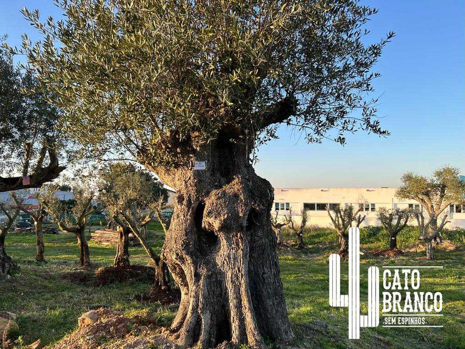 Oliveiras do Alentejo