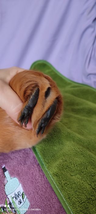 Червона Каліфорнія морська свинка хлопчик один місяць