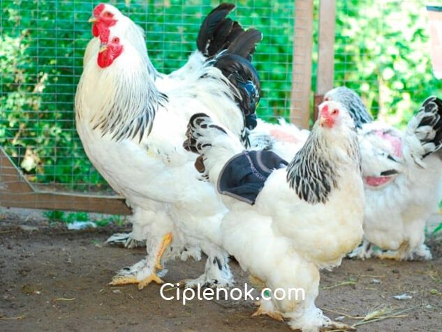 Янкубаційні яйця