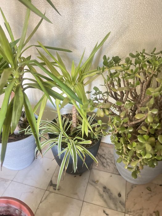 Plantas lindas ( vasos grande )