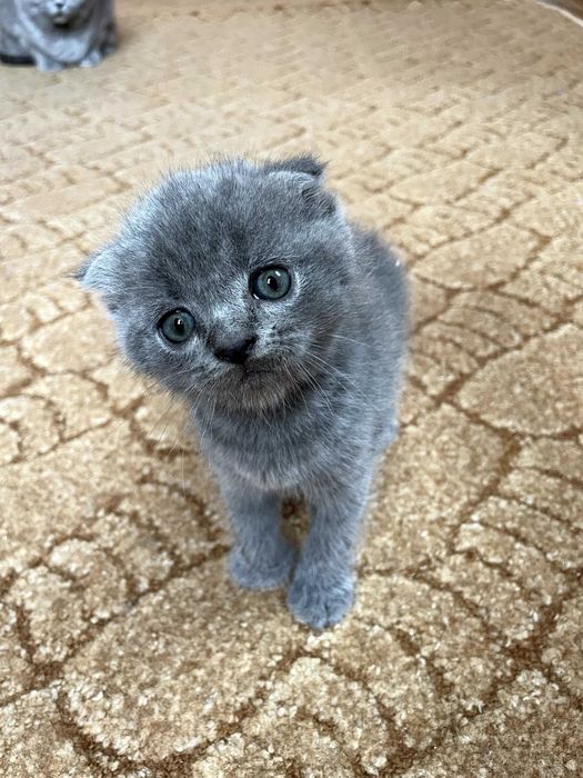 Чистокровні британські коти (прямовухі/висловухі)