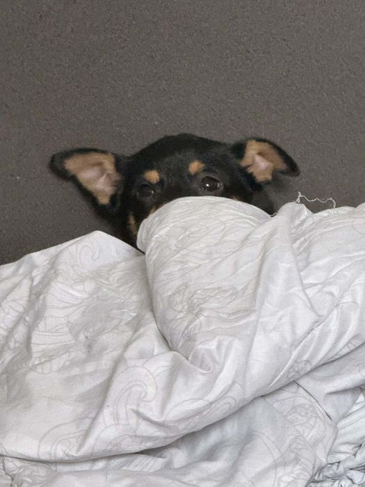 Czoko szuka swojej rodziny