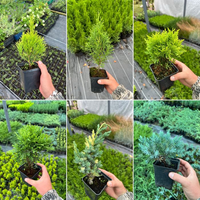 Туя, Смарагд, Ялівець, Ялинка, Кипарис, хвойні,декоративні рослини.