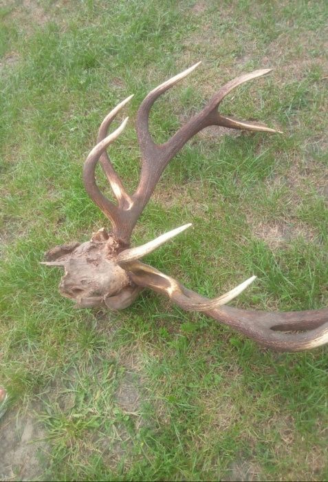 Рога  благородного оленья.