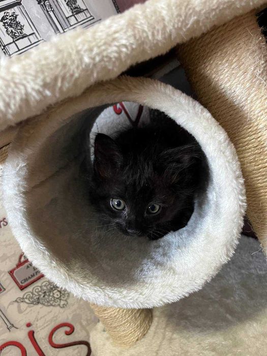 котята ищут дом и родителей
