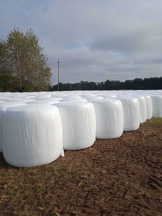 Sprzedam bele kukurydzy