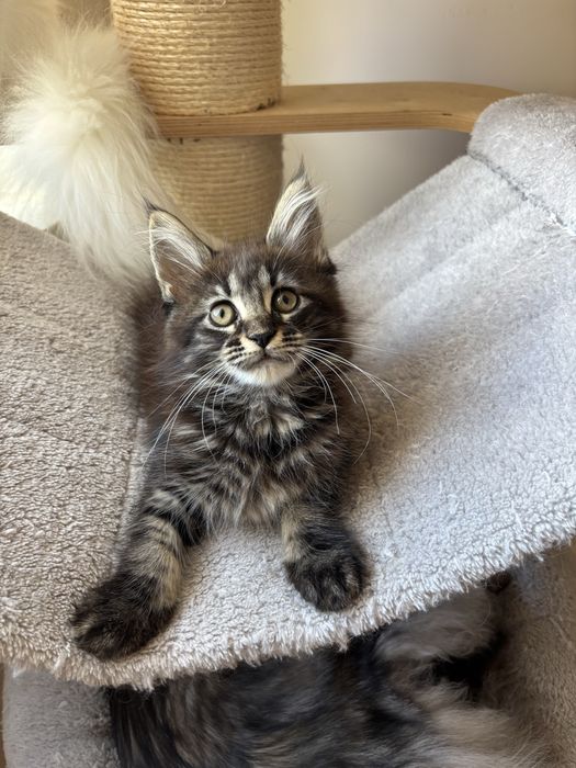 Kotka Maine coon zarezerwowana