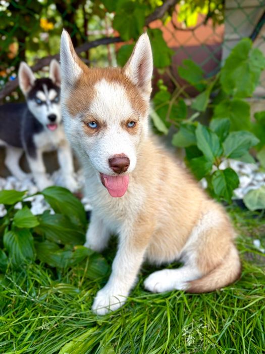 Husky z rodowodem