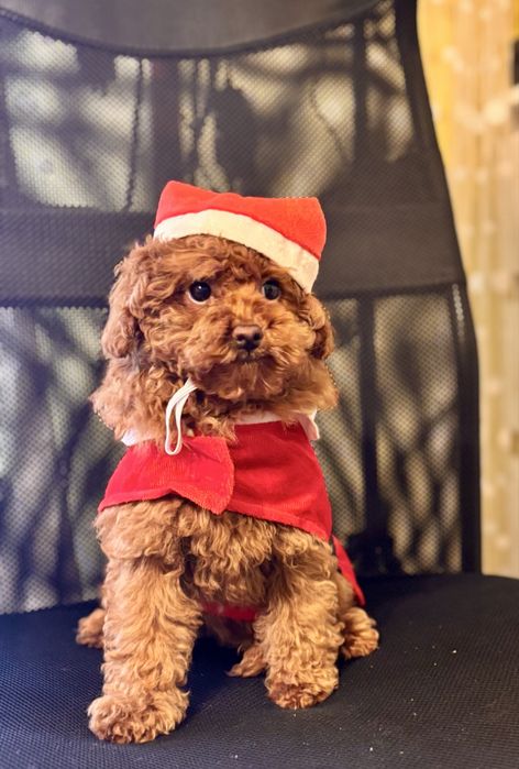 Pudel Toy Red – śliczna suczka z rodowodem i wyprawką.