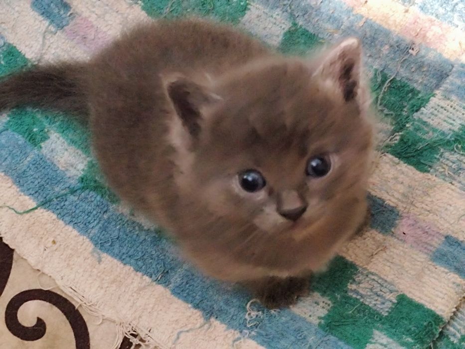 Отдам котят бесплатно