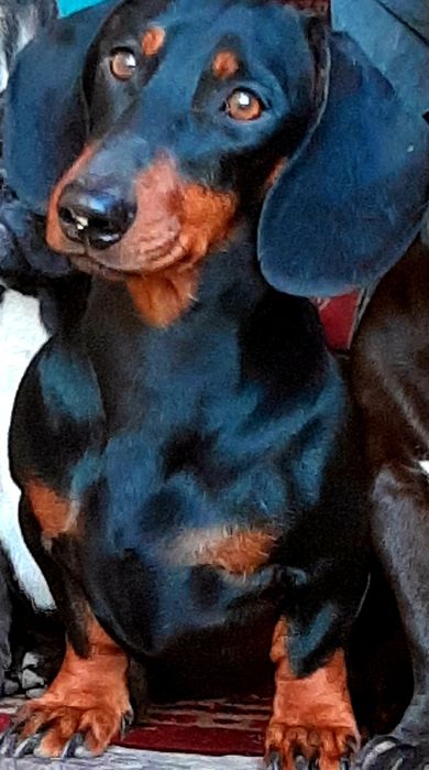 Продам чудо-таксунів!Суми